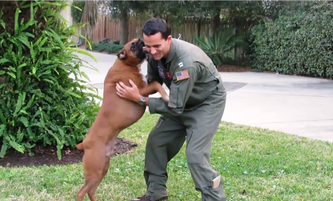 Happy Veteran's Day! Enjoy These Dogs Welcoming Soldiers Back Home With Endless Amounts Of Love!