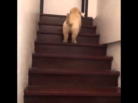 Have You Ever Seen A Golden Retriever Hopping Like A Bunny?