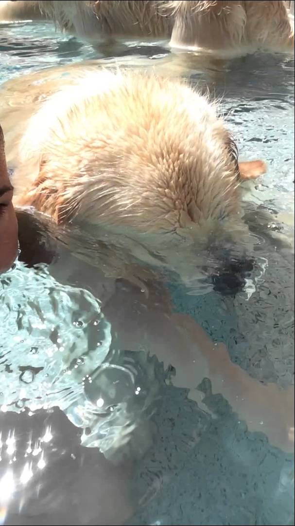 Have You Seen A Golden Retriever Blowing Bubbles? It's The Cutest Thing Ever!