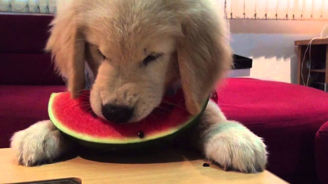 Have You Seen A Golden Retriever Eating Fruit? This Will Make Your Day Very Healthy Indeed!