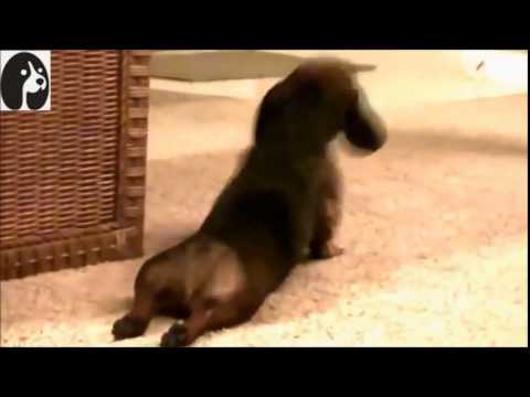 Have You Seen The Cutest Dachshund In The Entire World? In 28 Seconds You Will! #AbsolutelyAdorable!