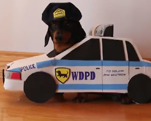 Cops and Robbers The Dachshunds Version!