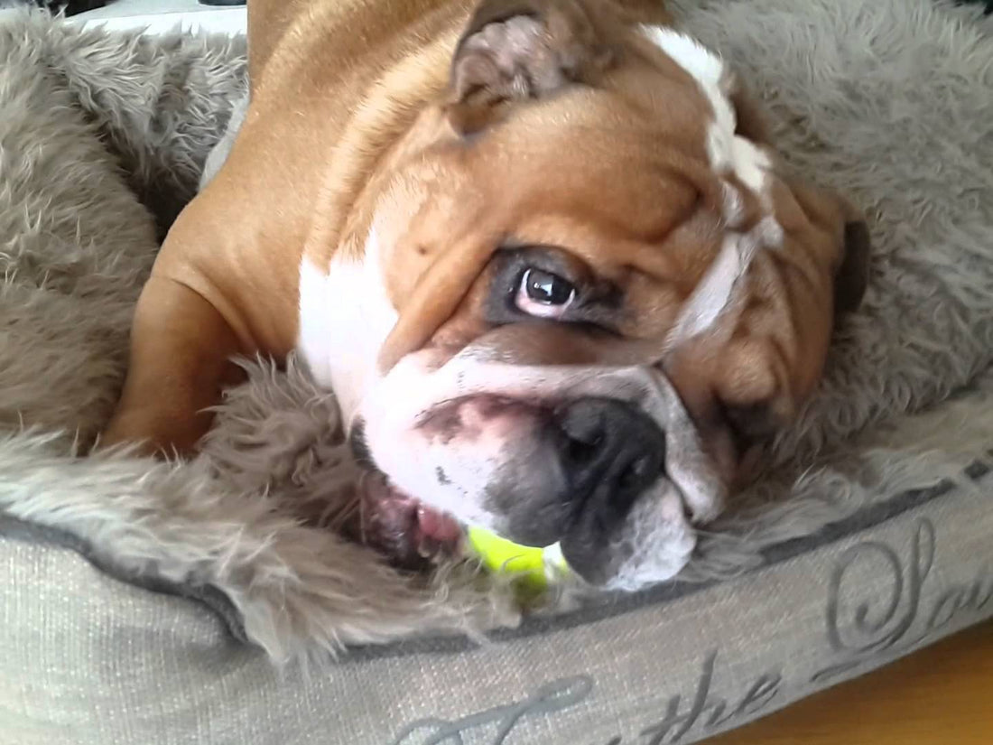 He Isn't An English Bulldog, He's A Lion In Disguise!