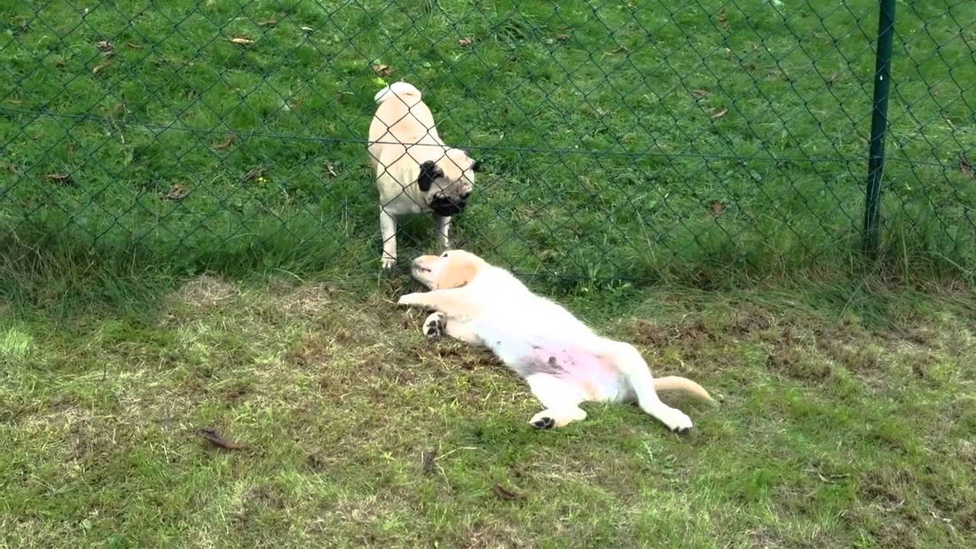 Henry The Golden Retriever Meets Hugo The Pug, For The First Time And Goes GAGA!