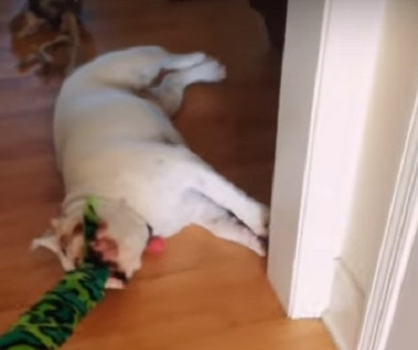 When You See What This English Bulldog Pup Reacts To Walking? LOL