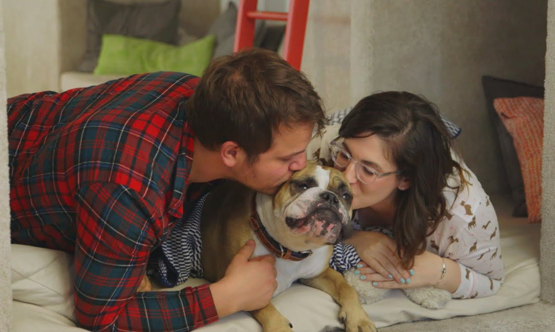 Here's A 101 On How To Tuck Your English Bulldog Pup In To Bed!