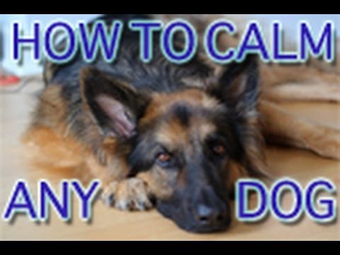 Here's How To Teach Your German Shepherd Proper Greeting Manners!