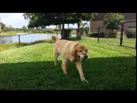 Here's Proof That Golden Retrievers Love To Play Fetch! #CatchThatBall!