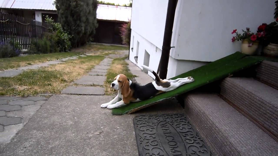 Hilarious Beagle Pup Too Lazy To Walk Does This To Get Down!