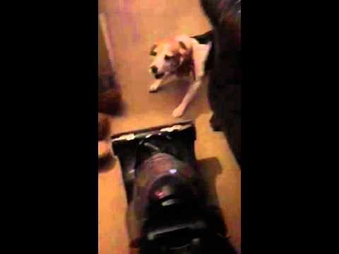 Tough Beagle Pup Won't Back Down Against Vacuum Cleaner!