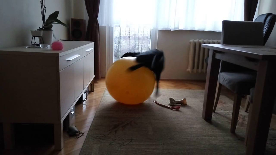 Hilarious Labrador Pup Starts Playing With A Gym Ball!
