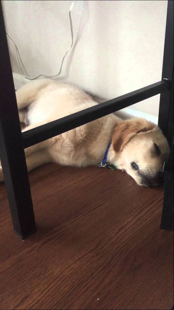 Holden The Golden Retriever Is Dreaming Of Bunnies! That Reaction Is Just Priceless!