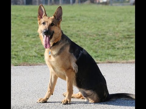 Hope The German Shepherd Pup's Story Will Bring Tears To Your Eyes...