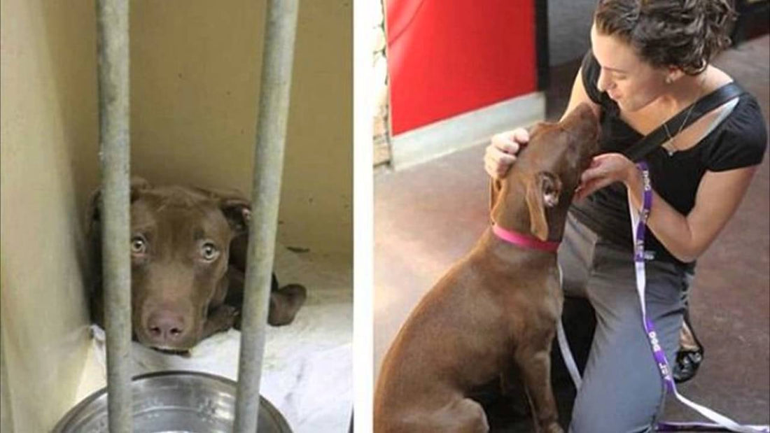 These Happy Rescue Dogs Are All The Proof We Need That Adopting Makes A Difference!