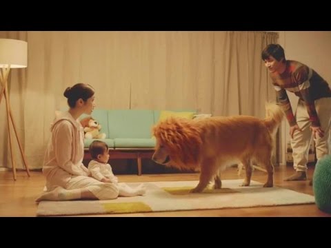 How He Introduces A Golden Retriever To His Newborn Is Going To Warm Your Heart!