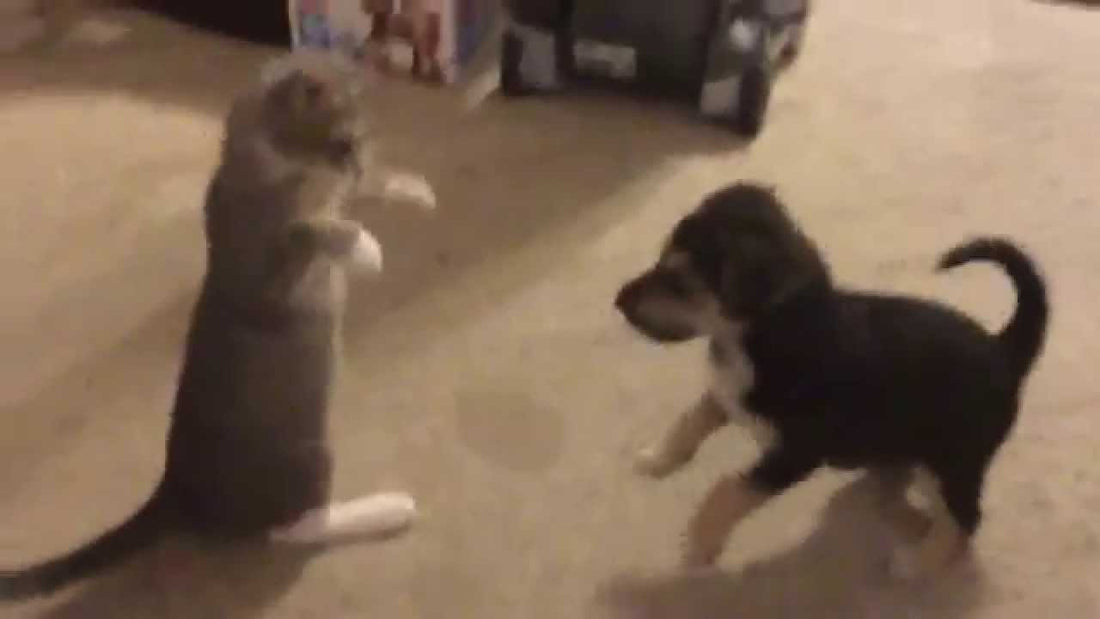 How This Curious Cat and Hyper German Shepherd Mix Play Together Will Make You Smile!