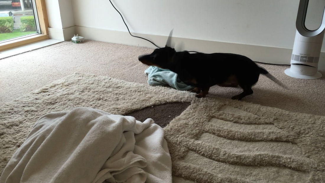 How This Dachshund Pup Dries Himself After A Bath Is Too Hilarious!