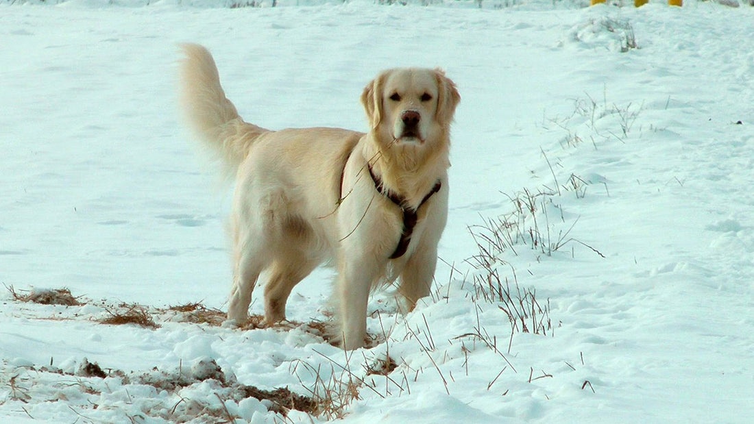 How This Golden Retriever Plays In The Snow Has Me Laughing!