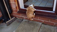 How This Pup Struggles To Climb Up Is Going To Make You Go Aww!!