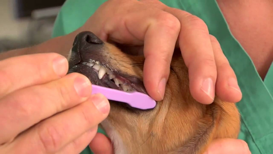 How To Brush Your Dog's Teeth The Right Way!