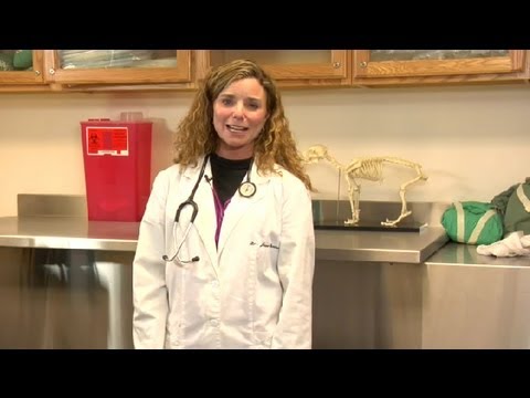 How To PROPERLY Exercise A Dog With Hip Dysplasia