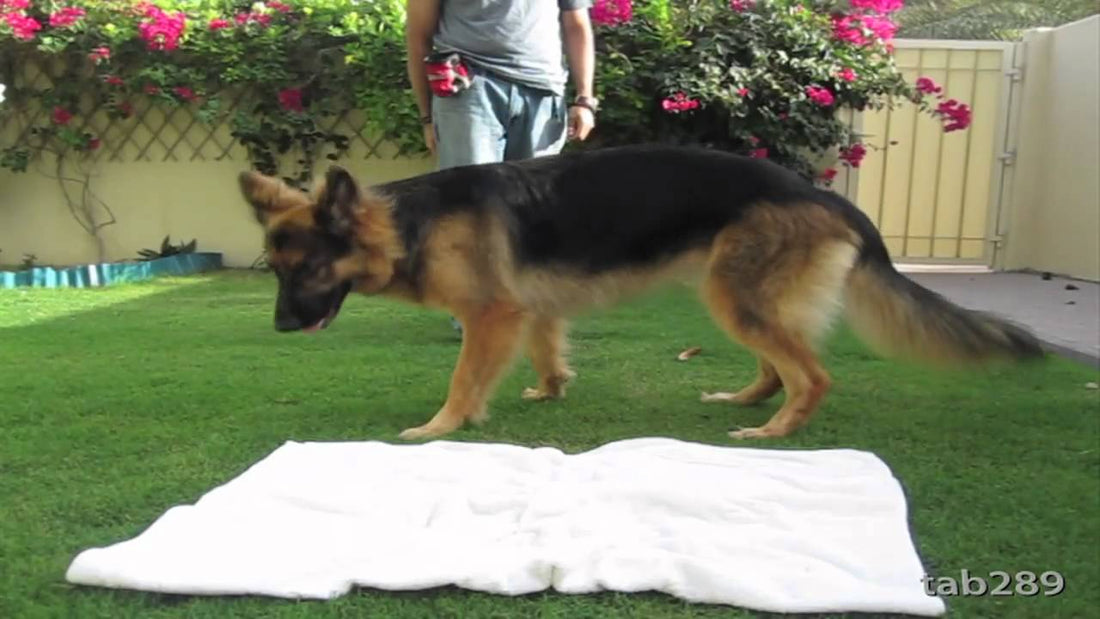 How To Teach Your German Shepherd Pups To Settle Down