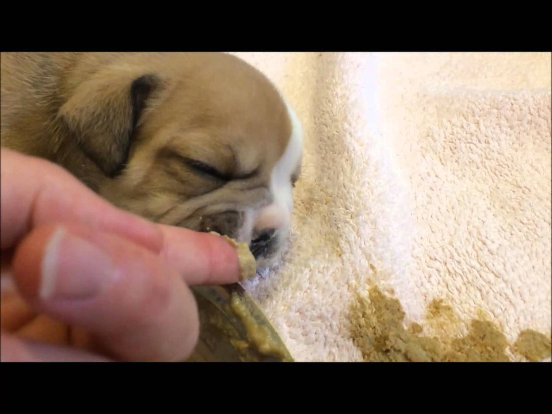 How To Wean English Bulldog Puppies? Here's A 101!