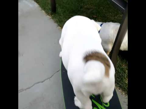 Hulk The English Bulldog Is Learning How To Skateboard! #SoAdorable!