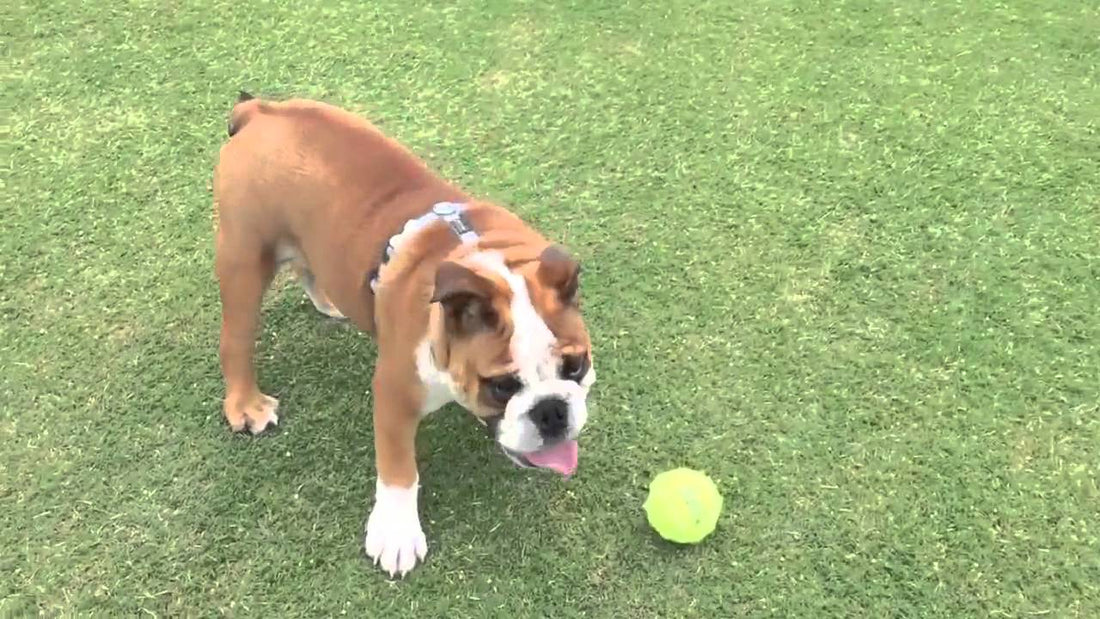 Humphrey The English Bulldog Blames His Weight For Not Being Able To Fetch!