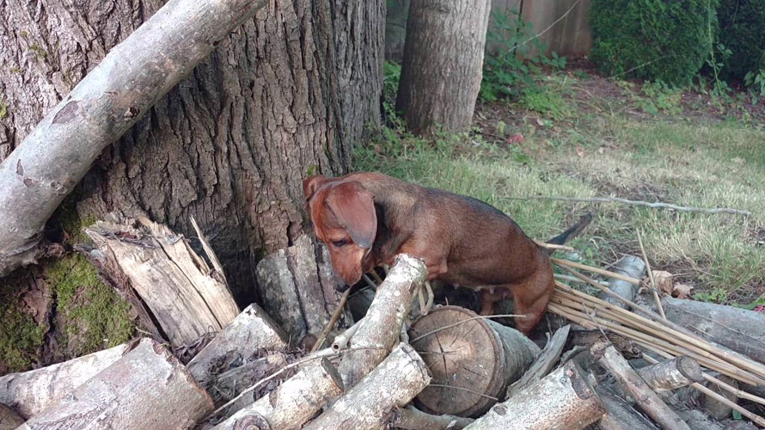 I Couldn't Understand What This Pup Was Doing, But Upon Closer Look? Aww!