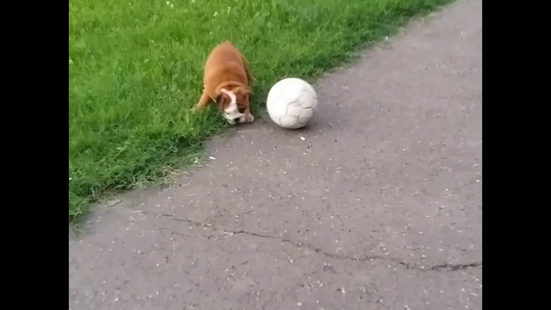 I Thought He Was Playing Soccer All By Himself. But When I Saw THIS? Aww!!