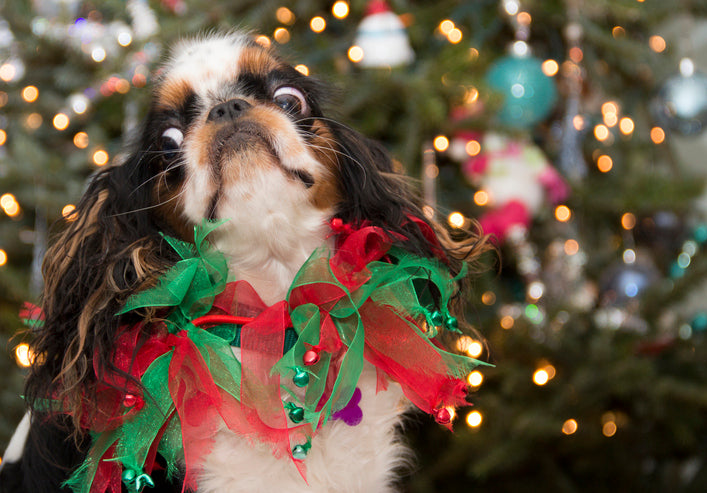 Ways To Reduce Your Dog’s Stress During the Holidays