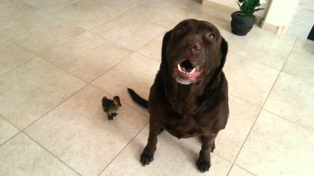 Identity Crisis! Cute Baby Duckling Thinks Labrador Is His Mommy! This Is Hilarious!