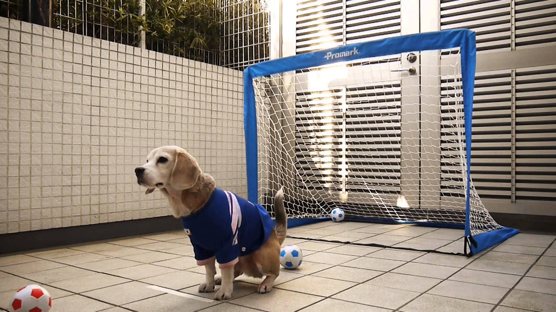 If Dogs Could Play Professional Soccer, Purin The Beagle Would Win A Championship!