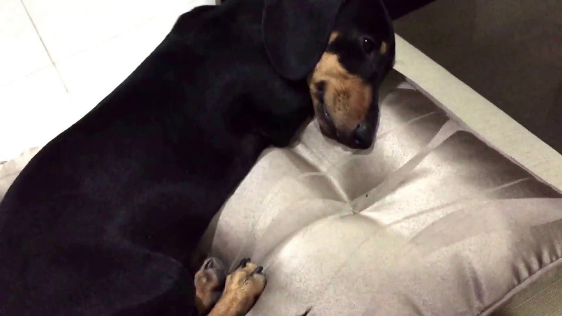 If You're A Dachshund Parent, You're So Going To Relate To This!