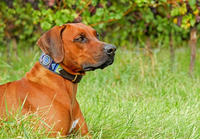 Gene Mutation Can Cause Certain Dog Breeds To Suffer From Early-Onset Deafness