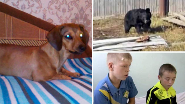 Kids Saved From Bear Thanks To Courageous Dachshund Pup!