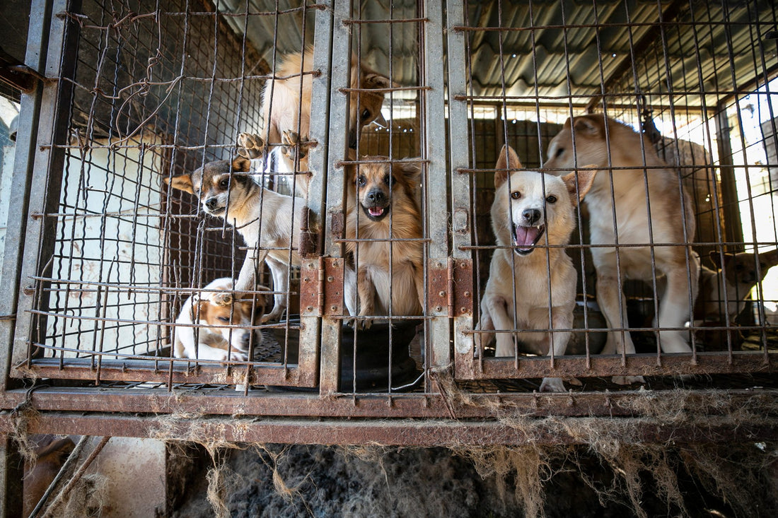196 Canines Saved From South Korean Dog Farms Now Up For Adoption In US & Canada