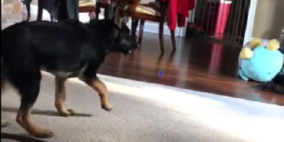 Loyal Pup Sees A Giant Stuffed Chicken 'Sleeping' On The Floor And Loses It! Aww!