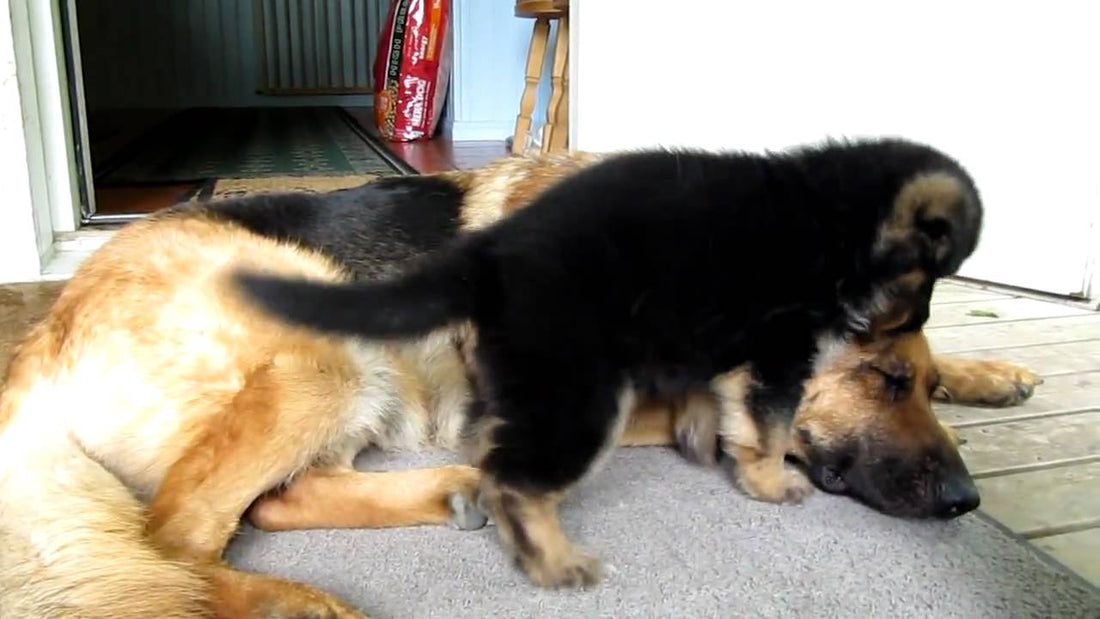 In 20 Seconds You'll Know Why This German Shepherd Mom Is More Human Than Anyone!