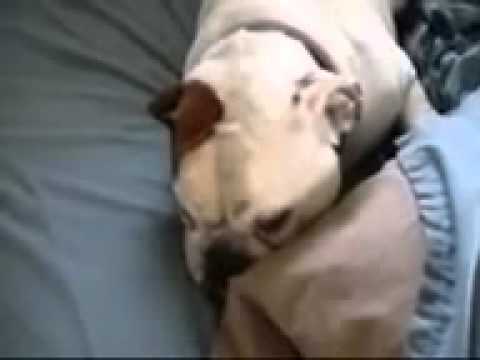 In 55 Seconds You'll Laugh Out Loud Because Of This English Bulldog! OMG!