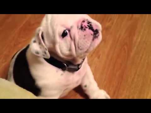 In Less Than 10 Seconds You'll Fall In Love With Bentley The English Bulldog Pup! #ForObviousReasons!