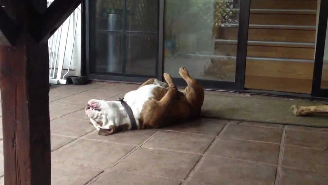 In Less Than 15 Seconds, You'll Fall In Love With Ellie The English Bulldog! #PlayingDeadOrAlive!