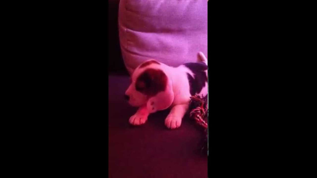 In Less Than 15 Seconds, You'll Fall In Love! Hint: Beagle-Related!