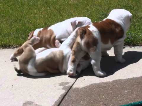 In Less Than 25 Seconds You'll Want To Get Yourself An English Bulldog! This Video Is #SUPER!