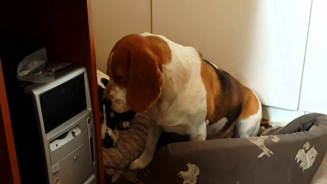 In Less Than 35 Seconds You're Going To Love This Beagle! #SleepingBeauty!