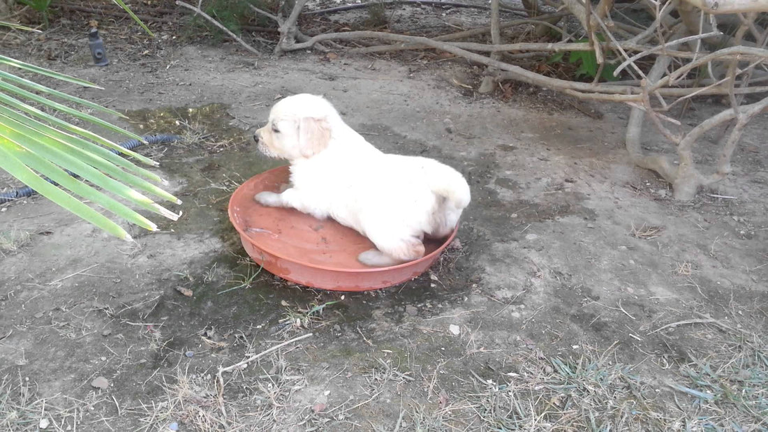 In Less Than 40 Seconds You'll Know What These Labrador Mix Puppies Want From Their Person!