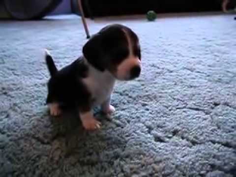 In Less Than 5 Seconds You're Going To Fall In Love With This Tough Beagle! #BeaglePower