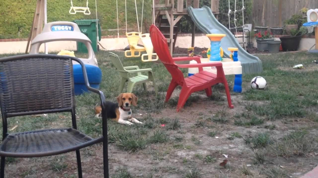 In Less Than 50 Seconds You're Going To Fall Head Over Heels In Love With Charlie The Beagle!