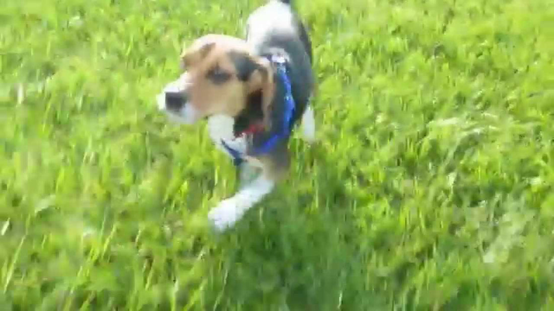 Introducing Caleb, A Rescue Beagle Who Just Had An Awesome Day With His Person!